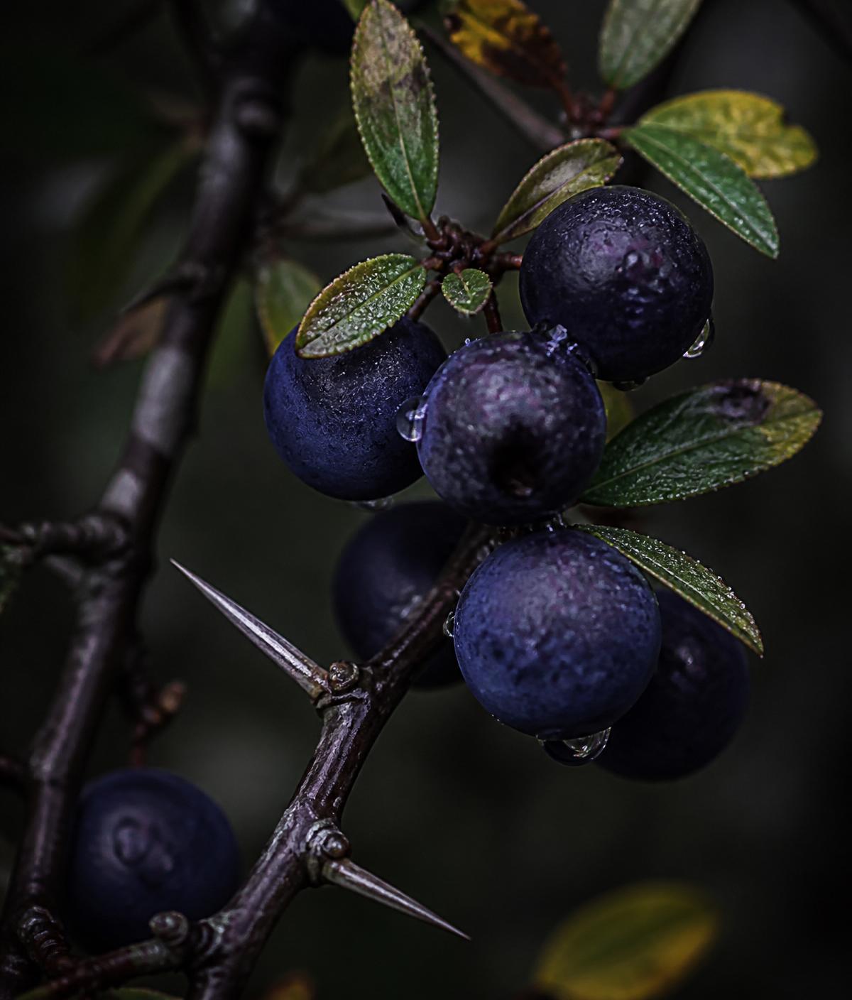 Ripe dark-purple sloe berries on a blackthorn branch